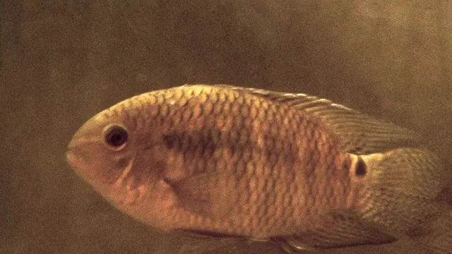 Representative Cichlasoma photograph