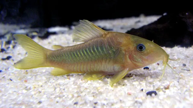 Representative Corydoras image