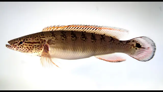 Representative Crenicichla photograph