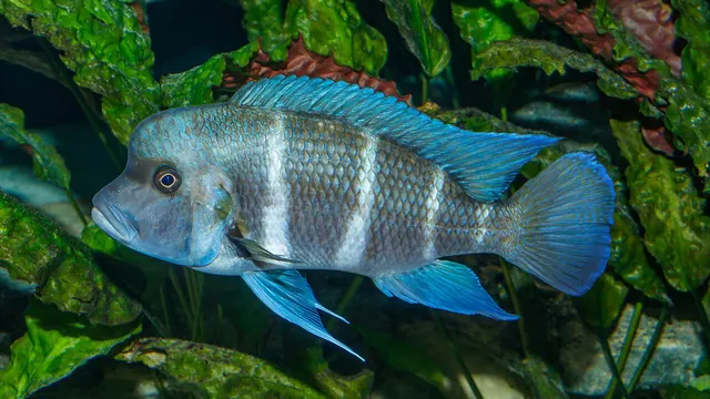 Representative Cyphotilapia photograph