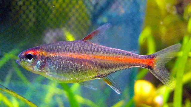 Representative Hemigrammus image