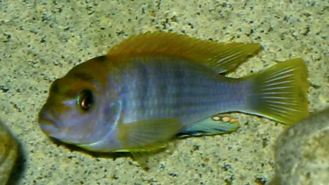 Representative Labidochromis photograph