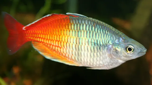 Representative Melanotaenia photograph