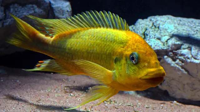 Representative Petrochromis photograph