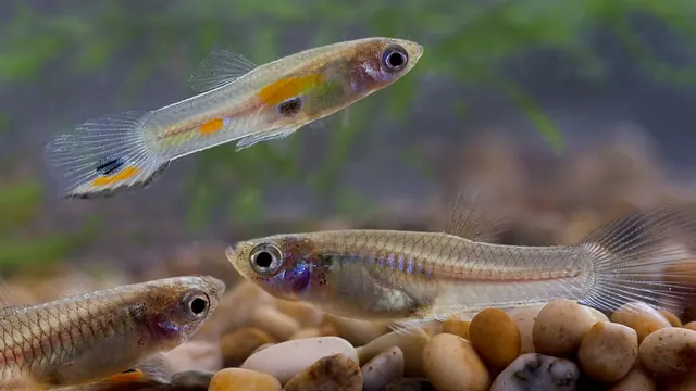 Representative Poecilia image