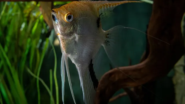 Representative Pterophyllum photograph