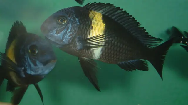 Representative Tropheus photograph