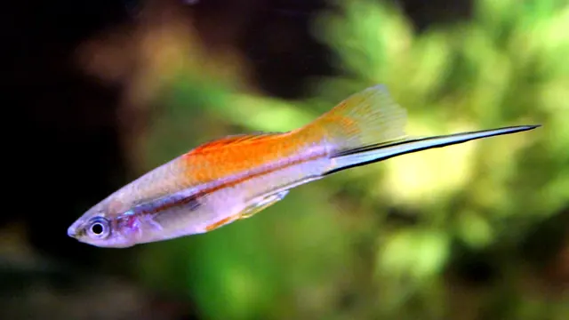 Representative Xiphophorus image